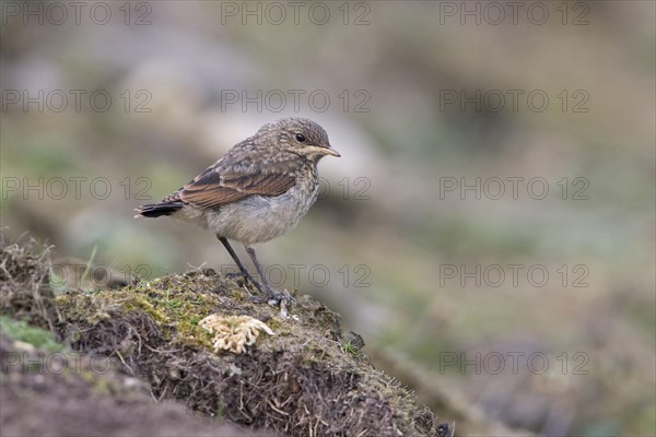 Northern Wheatear