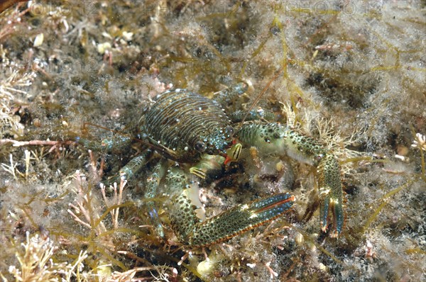 Montagu's Plated Lobster