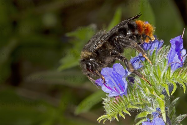 Red-tailed bumblebee