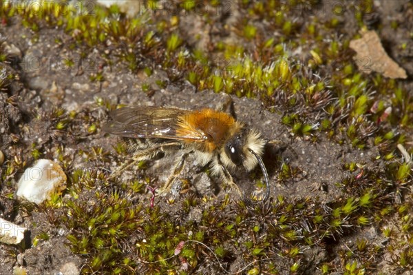 Glossy dusky sand bee