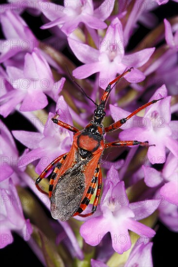 Red assassin bug