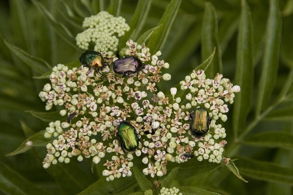 Golden rose chafer