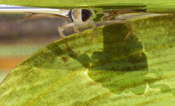 Lesser Water Boatman