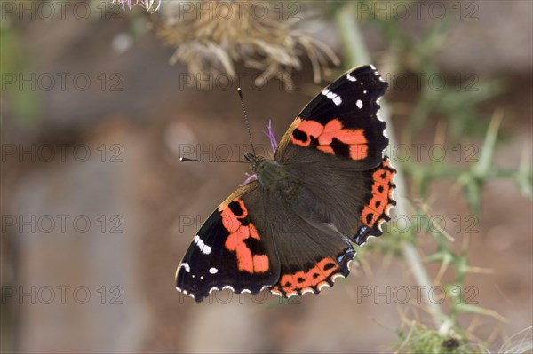 Canary red admiral