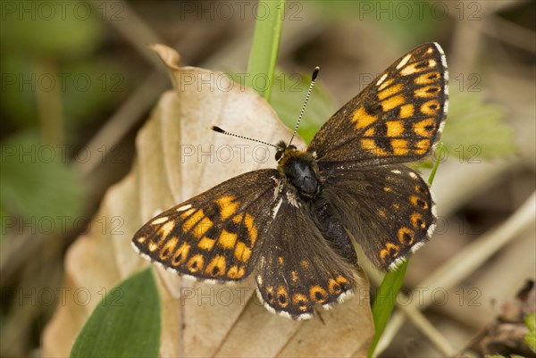 Duke of Burgundy