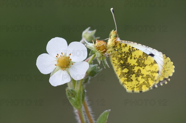 Eastern eastern orange tip