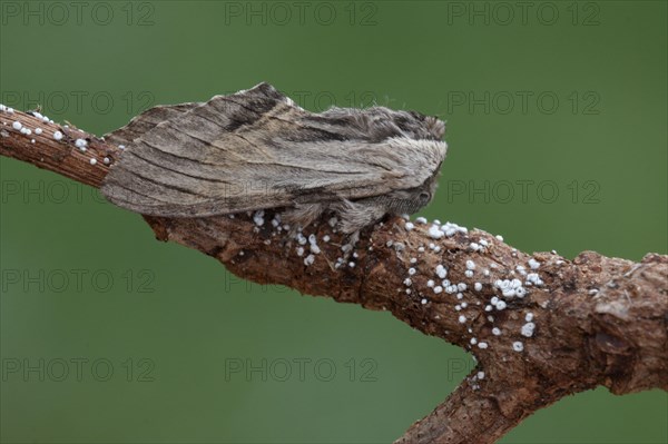 Tawny Prominent