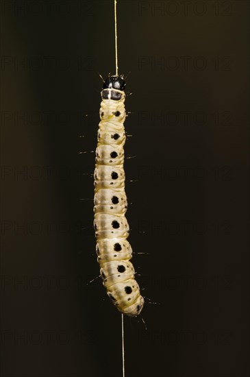 Spindle Ermine