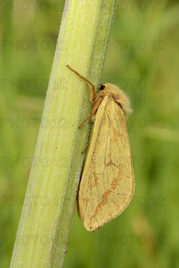 Ghost moth