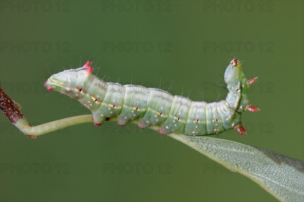 Coxcomb Prominent