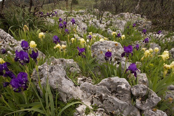 Crimean iris