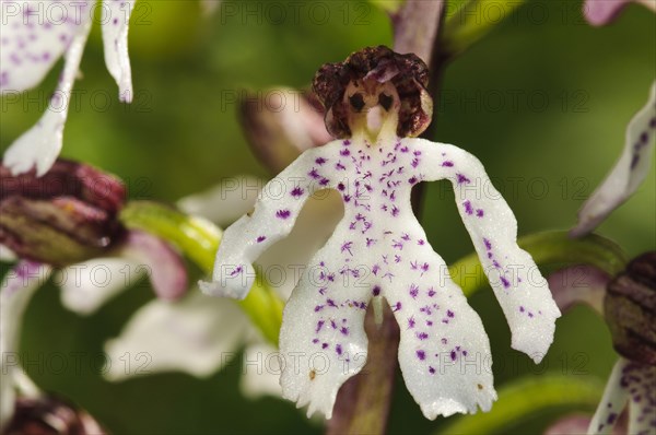 Lady Orchid