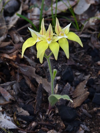 Flowering cowslip orchid