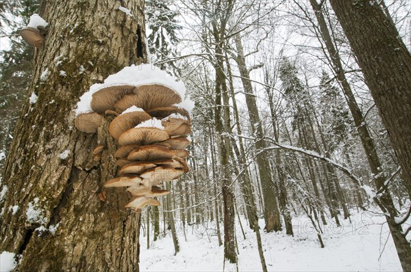 Fruiting body of the oyster mushrooms