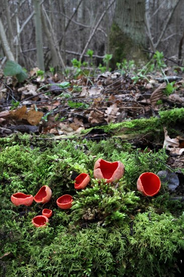 Scarlet Elf Cup