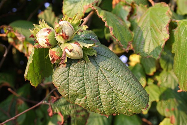 Common Hazel