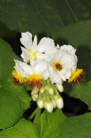 Sparmannia africana