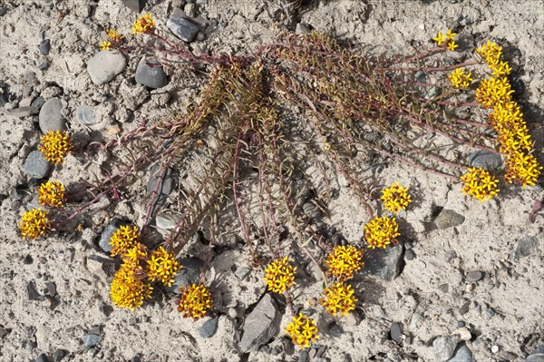 Flowering quinchamali