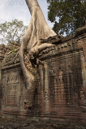 Tree roots growing over walls of Khmer temple ruins