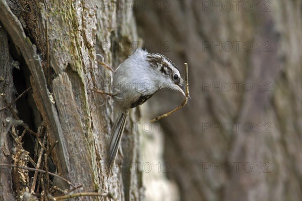 Eurasian treecreeper