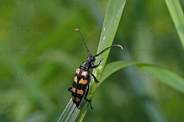 Double banded longhorn beetle