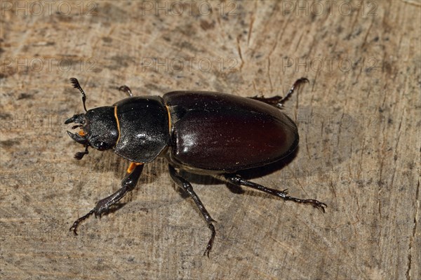 Stag beetle