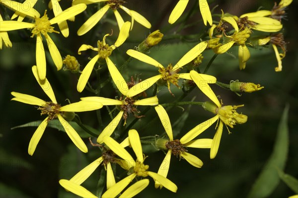 Fox ragwort