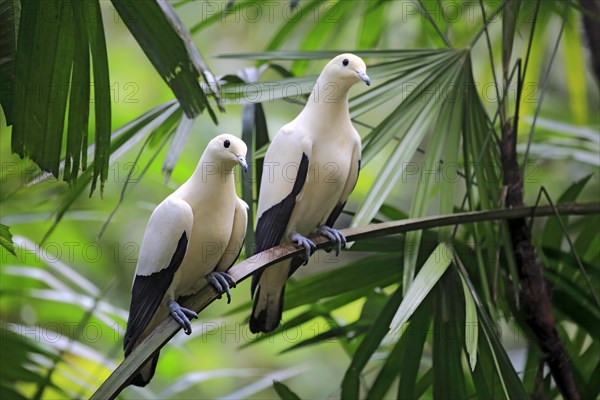 Torres Strait imperial pigeon