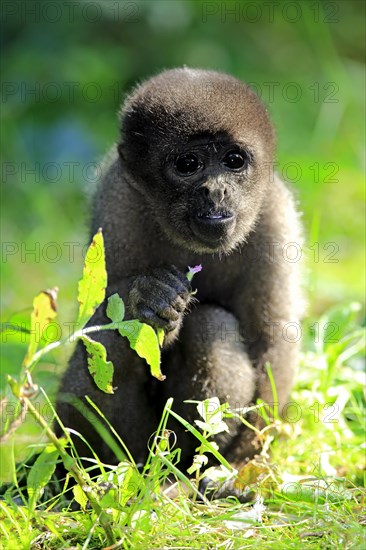 Grey woolly monkey