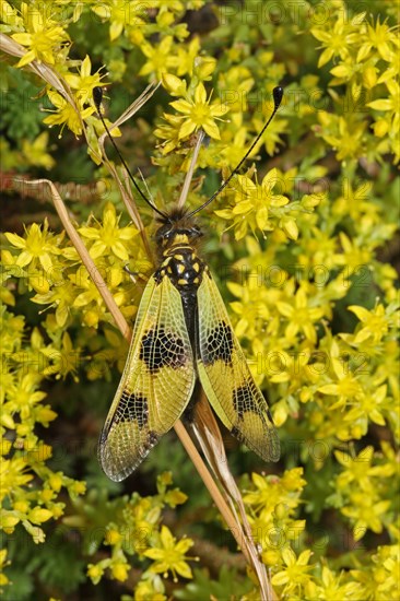 Long-snouted Butterfly Shaft