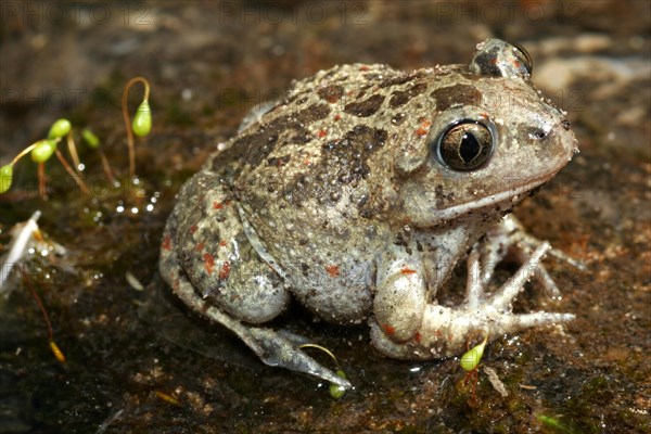 Garlic toad