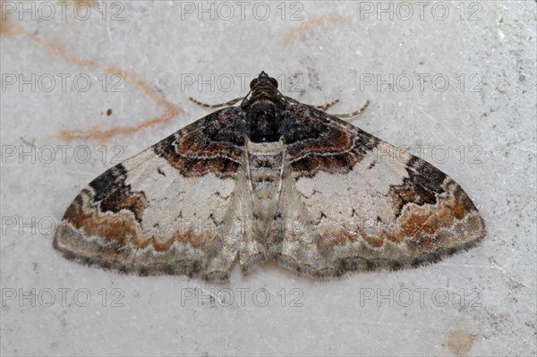 Brown-banded leaf moth