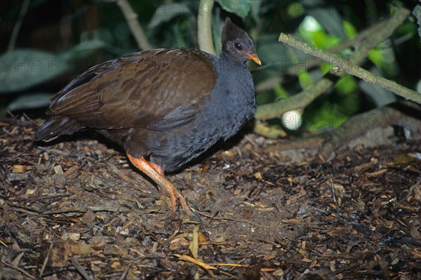 Orange-footed scrubfowl