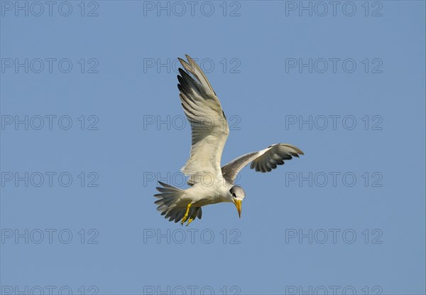 Large-billed Tern