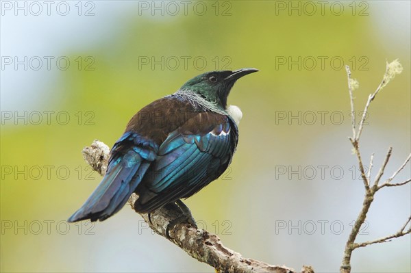 Tui