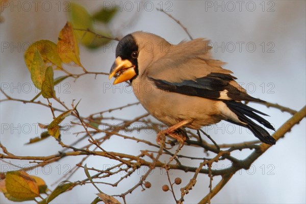 Coccothraustes migratorius