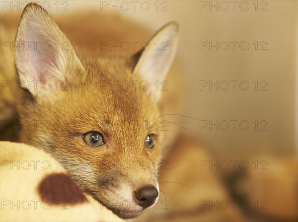 Red fox