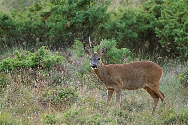 Western Roe Deer