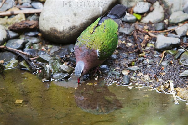 Common emerald dove