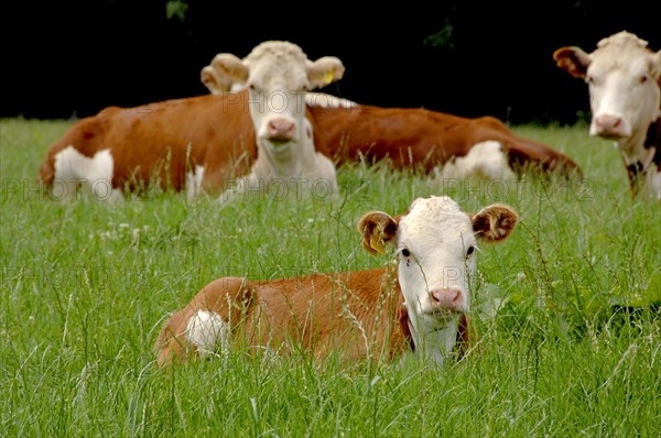 Domestic cattle