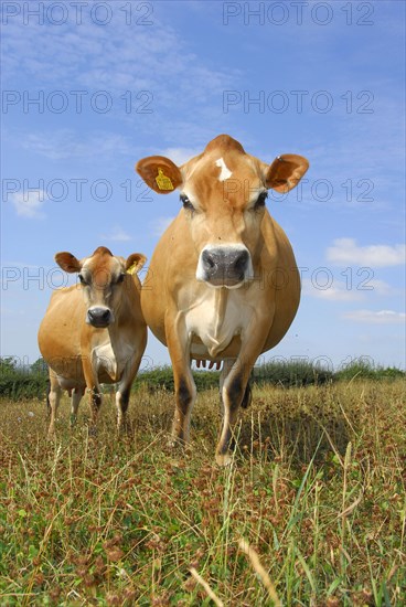 Domestic cattle