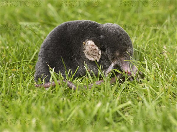 European Mole