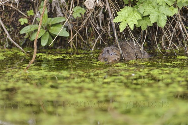 Eastern vole