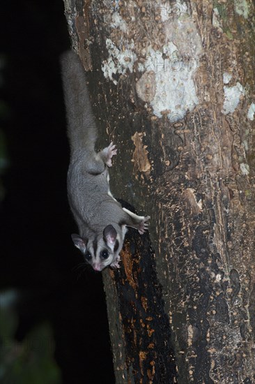 Sugar gliders