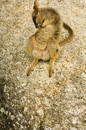 Brush-tailed Rock Kangaroo