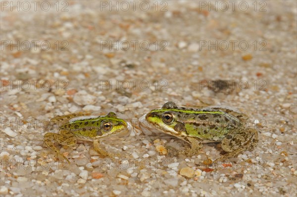 Iberian Marsh Frog