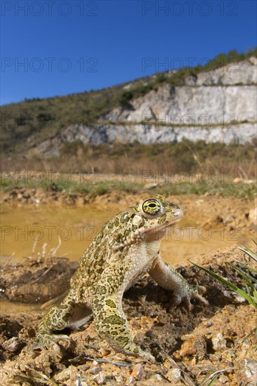 European european green toad