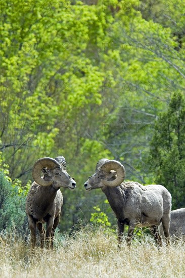 Desert bighorn sheep