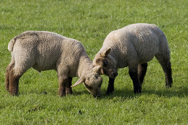 Domestic sheep