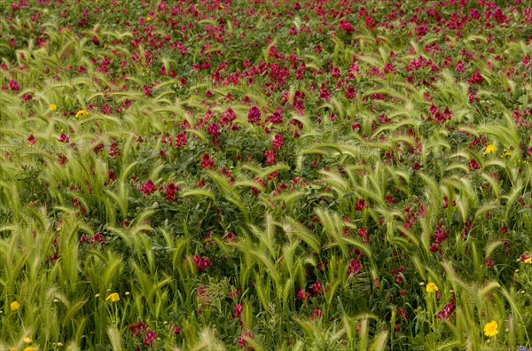 Italian sulla coronaria